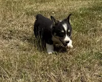 Colt, a male Pembroke Welsh Corgi for sale in Aberdeen, WA – 2 of 6