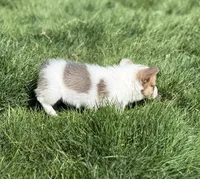 Clover Bluie sable missmark full akc , a male Pembroke Welsh Corgi for sale in Aberdeen, WA – 5 of 10