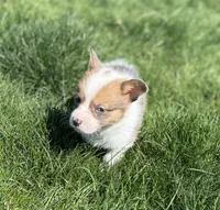 Clover Bluie sable missmark full akc , a male Pembroke Welsh Corgi for sale in Aberdeen, WA – 6 of 10