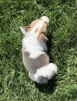 Clover Bluie sable missmark full akc , a male Pembroke Welsh Corgi for sale in Aberdeen, WA – 7 of 10