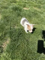Clover Bluie sable missmark full akc , a male Pembroke Welsh Corgi for sale in Aberdeen, WA – 10 of 10