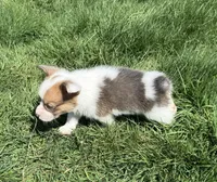 Clover Bluie sable missmark full akc , a male Pembroke Welsh Corgi for sale in Aberdeen, WA – 8 of 10
