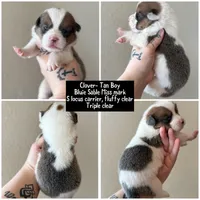 Clover Bluie sable missmark full akc , a male Pembroke Welsh Corgi for sale in Aberdeen, WA – 3 of 10