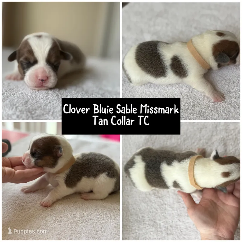 Clover Bluie sable missmark full akc  – Pembroke Welsh Corgi puppy for sale in Aberdeen, WA