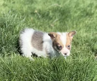 Clover Bluie sable missmark full akc , a male Pembroke Welsh Corgi for sale in Aberdeen, WA – 4 of 10