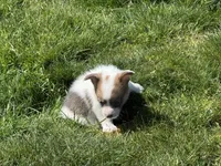 Clover Bluie sable missmark full akc , a male Pembroke Welsh Corgi for sale in Aberdeen, WA – 9 of 10