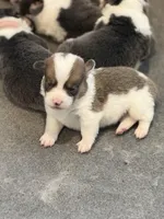 Clover Bluie sable missmark full akc , a male Pembroke Welsh Corgi for sale in Aberdeen, WA – 2 of 10
