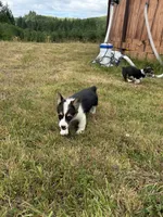 Dakota , a female Pembroke Welsh Corgi for sale in Aberdeen, WA – 7 of 8