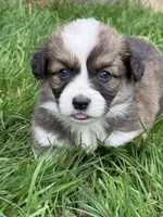 Sunni Yellow Boy, a male Pembroke Welsh Corgi for sale in Aberdeen, WA – 4 of 10