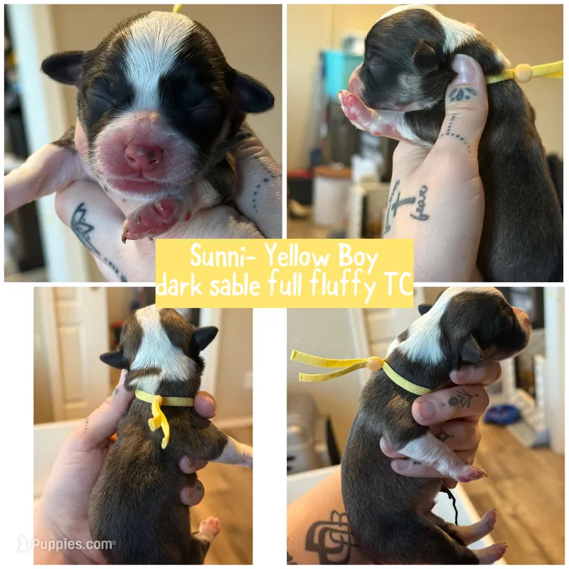 Sunni Yellow Boy – Pembroke Welsh Corgi puppy for sale in Aberdeen, WA
