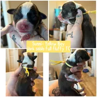 Sunni Yellow Boy, a male Pembroke Welsh Corgi for sale in Aberdeen, WA – Photo 1 of 2