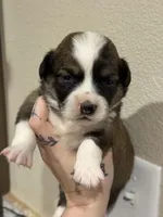 Sunni Yellow Boy, a male Pembroke Welsh Corgi for sale in Aberdeen, WA – Photo 2 of 2