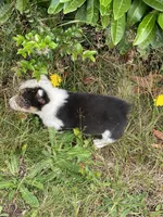 Forest , a male Pembroke Welsh Corgi for sale in Aberdeen, WA – 2 of 2