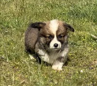 Sunni Yellow Boy, a male Pembroke Welsh Corgi for sale in Aberdeen, WA – 9 of 10