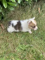 Zion , a male Pembroke Welsh Corgi for sale in Aberdeen, WA – 2 of 3
