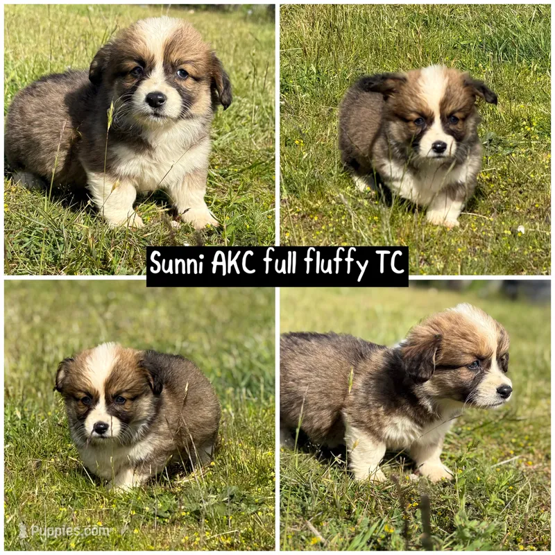 Sunni Yellow Boy – Pembroke Welsh Corgi puppy for sale in Aberdeen, WA