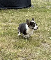 Dakota , a female Pembroke Welsh Corgi for sale in Aberdeen, WA – 4 of 8