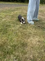 Dakota , a female Pembroke Welsh Corgi for sale in Aberdeen, WA – 8 of 8