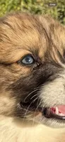 Peter , a male Pembroke Welsh Corgi for sale in Aberdeen, WA – 2 of 2