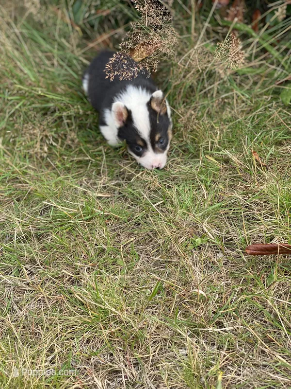 Forest  – Pembroke Welsh Corgi puppy for sale in Aberdeen, WA