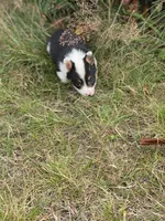 Forest , a male Pembroke Welsh Corgi for sale in Aberdeen, WA – 1 of 2