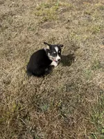 Colt, a male Pembroke Welsh Corgi for sale in Aberdeen, WA – 5 of 6