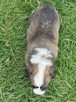 Sunni Yellow Boy, a male Pembroke Welsh Corgi for sale in Aberdeen, WA – 6 of 10