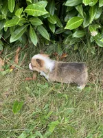 Kodiak, a male Pembroke Welsh Corgi for sale in Aberdeen, WA – 3 of 4