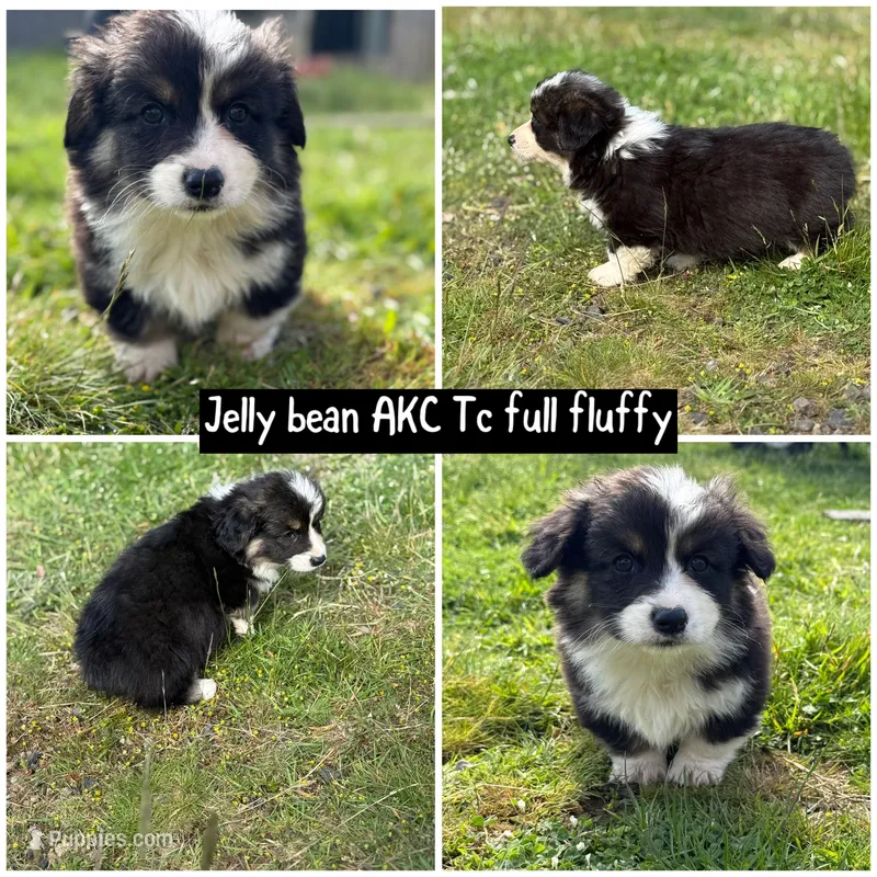 Jelly Bean - Orange boy  – Pembroke Welsh Corgi puppy for sale in Aberdeen, WA
