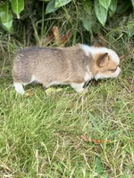 Kodiak, a male Pembroke Welsh Corgi for sale in Aberdeen, WA – 2 of 4