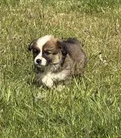 Sunni Yellow Boy, a male Pembroke Welsh Corgi for sale in Aberdeen, WA – 8 of 10