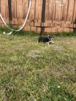 Remi , a female Pembroke Welsh Corgi for sale in Aberdeen, WA – 4 of 4