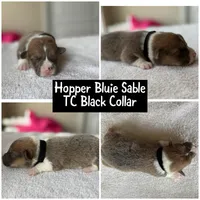 Hopper bluie sable akc , a male Pembroke Welsh Corgi for sale in Aberdeen, WA – 1 of 2