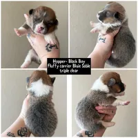 Hopper bluie sable akc , a male Pembroke Welsh Corgi for sale in Aberdeen, WA – 2 of 2
