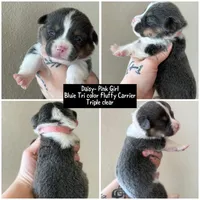 Daisy akc bluie , a female Pembroke Welsh Corgi for sale in Aberdeen, WA – 3 of 8