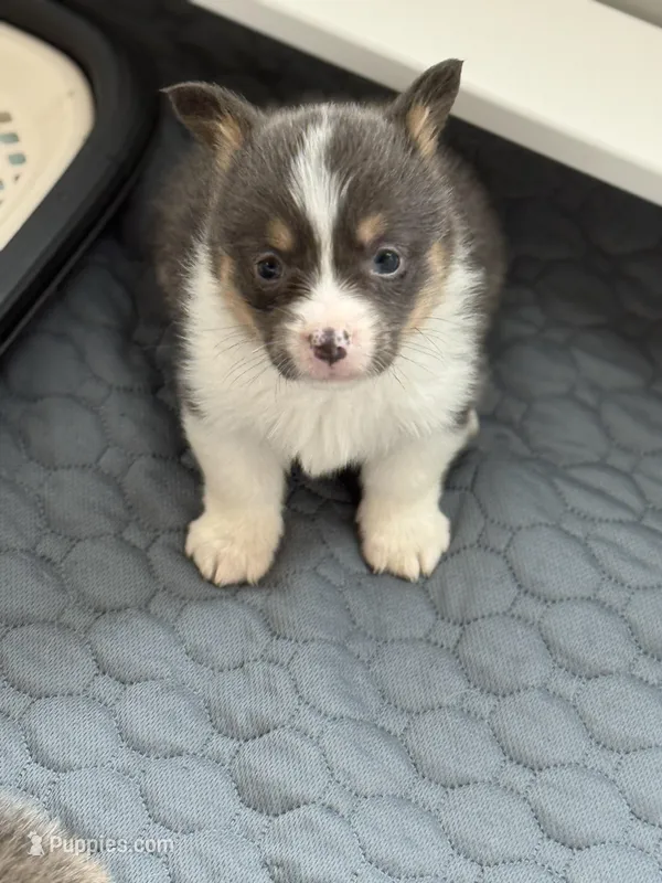 Daisy akc bluie  – Pembroke Welsh Corgi puppy for sale in Aberdeen, WA
