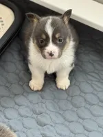 Daisy akc bluie , a female Pembroke Welsh Corgi for sale in Aberdeen, WA – 1 of 8