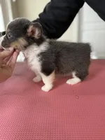 Daisy akc bluie , a female Pembroke Welsh Corgi for sale in Aberdeen, WA – 8 of 8