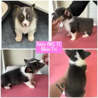 Daisy akc bluie , a female Pembroke Welsh Corgi for sale in Aberdeen, WA – 5 of 8