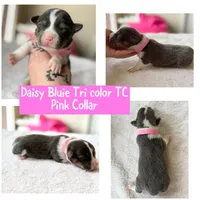 Daisy akc bluie , a female Pembroke Welsh Corgi for sale in Aberdeen, WA – 2 of 8