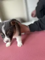 Daisy akc bluie , a female Pembroke Welsh Corgi for sale in Aberdeen, WA – 4 of 8