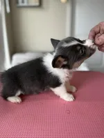 Daisy akc bluie , a female Pembroke Welsh Corgi for sale in Aberdeen, WA – 7 of 8