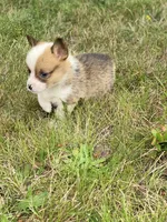 Kodiak, a male Pembroke Welsh Corgi for sale in Aberdeen, WA – 4 of 4
