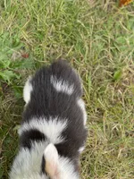 Jasper , a male Pembroke Welsh Corgi for sale in Aberdeen, WA – 2 of 4