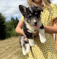 Wrangler, a male Pembroke Welsh Corgi for sale in Aberdeen, WA – 4 of 4