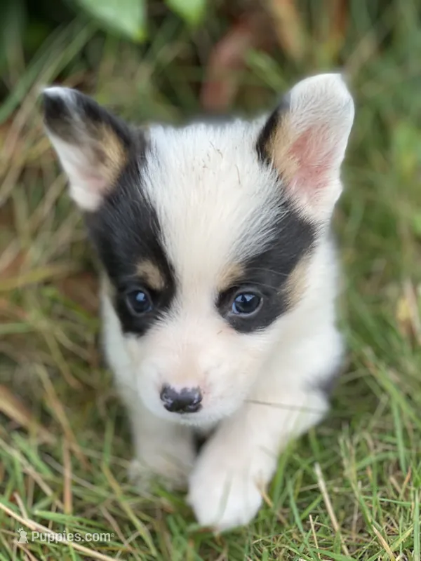Jasper  – Pembroke Welsh Corgi puppy for sale in Aberdeen, WA