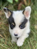 Jasper , a male Pembroke Welsh Corgi for sale in Aberdeen, WA – 1 of 4
