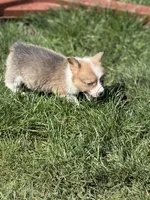 Reese bluie sable akc, a male Pembroke Welsh Corgi for sale in Aberdeen, WA – 4 of 6