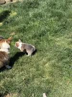 Reese bluie sable akc, a male Pembroke Welsh Corgi for sale in Aberdeen, WA – 6 of 6