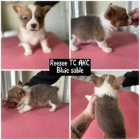 Reese bluie sable akc, a male Pembroke Welsh Corgi for sale in Aberdeen, WA – 1 of 6